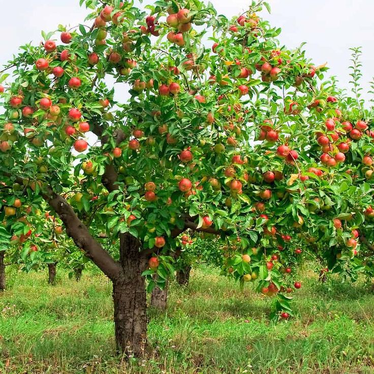 apple tree