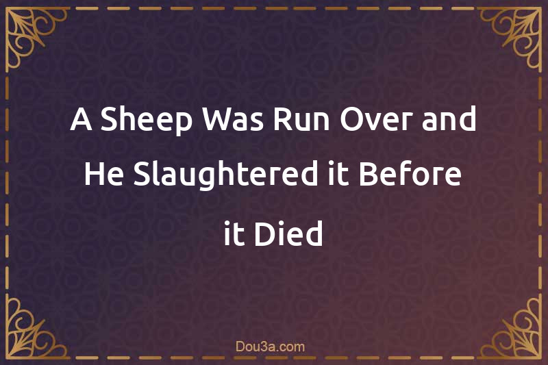 A Sheep Was Run Over and He Slaughtered it Before it Died