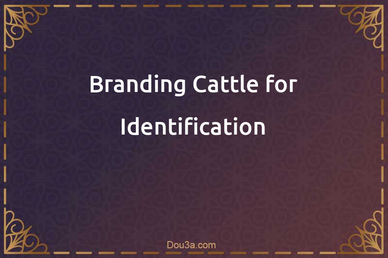 Branding Cattle for Identification