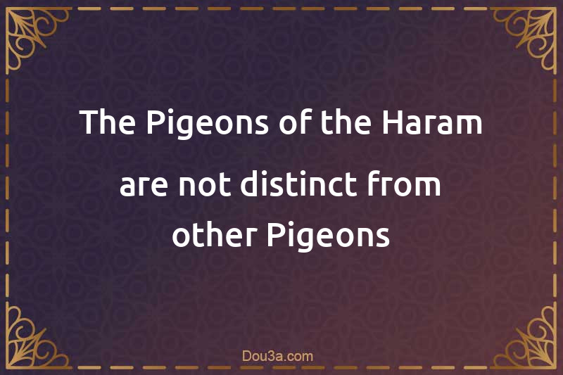 The Pigeons of the Haram are not distinct from other Pigeons
